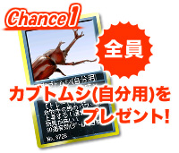 カブトムシ(自分用)をプレゼント