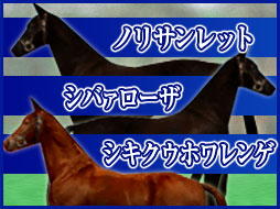 ノリサンレット シバァローザ シキクウホワレンゲ